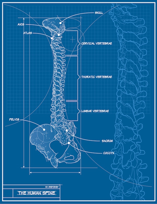 The spine